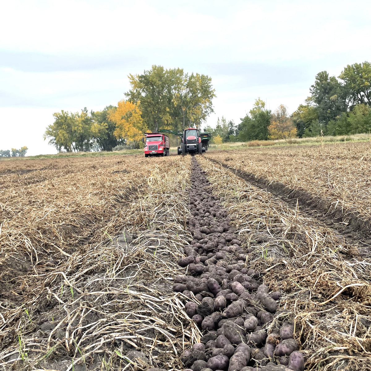 Daisy’s Potato Patch family farm