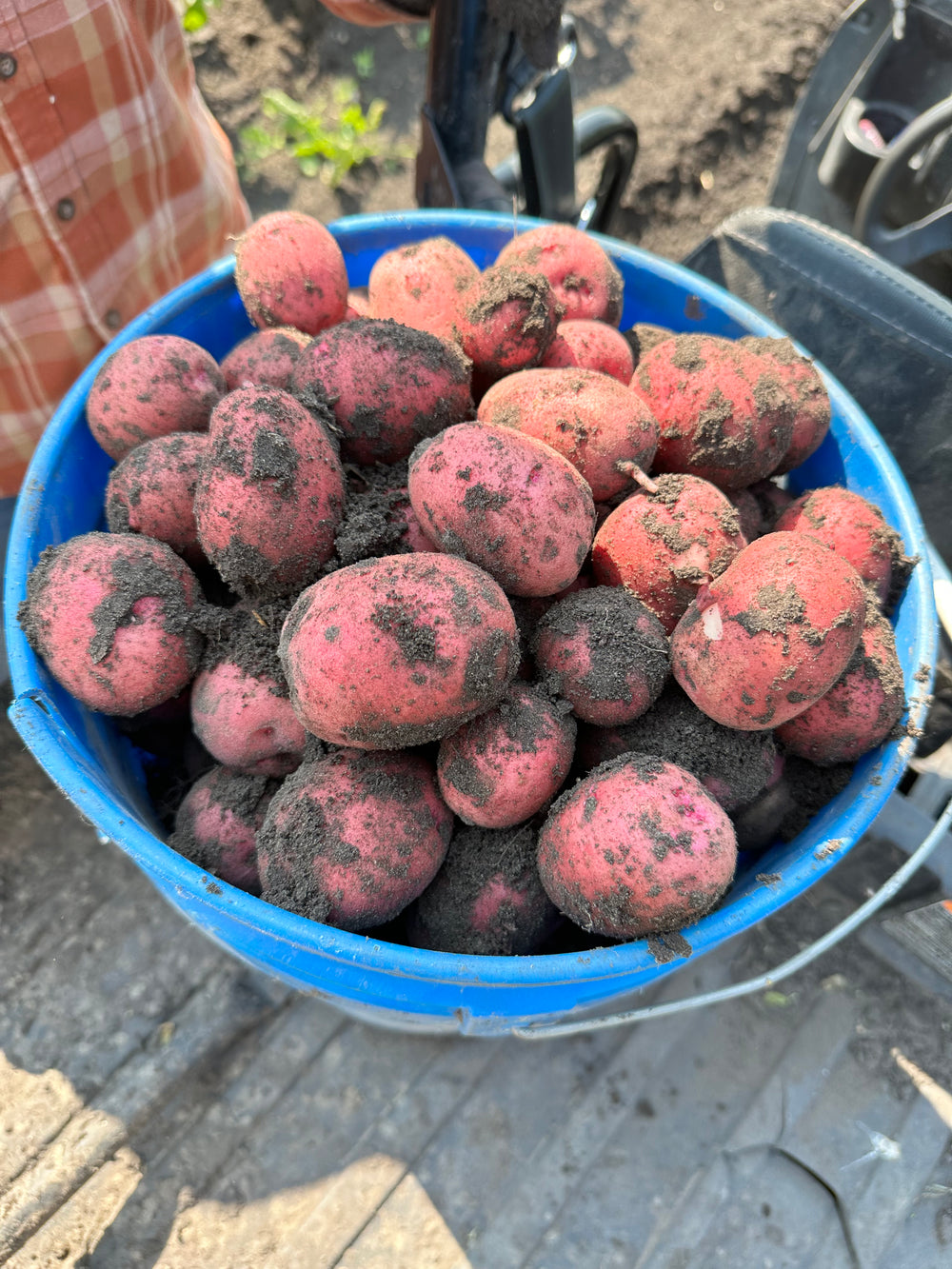 Seed potatoes grown in Minnesota