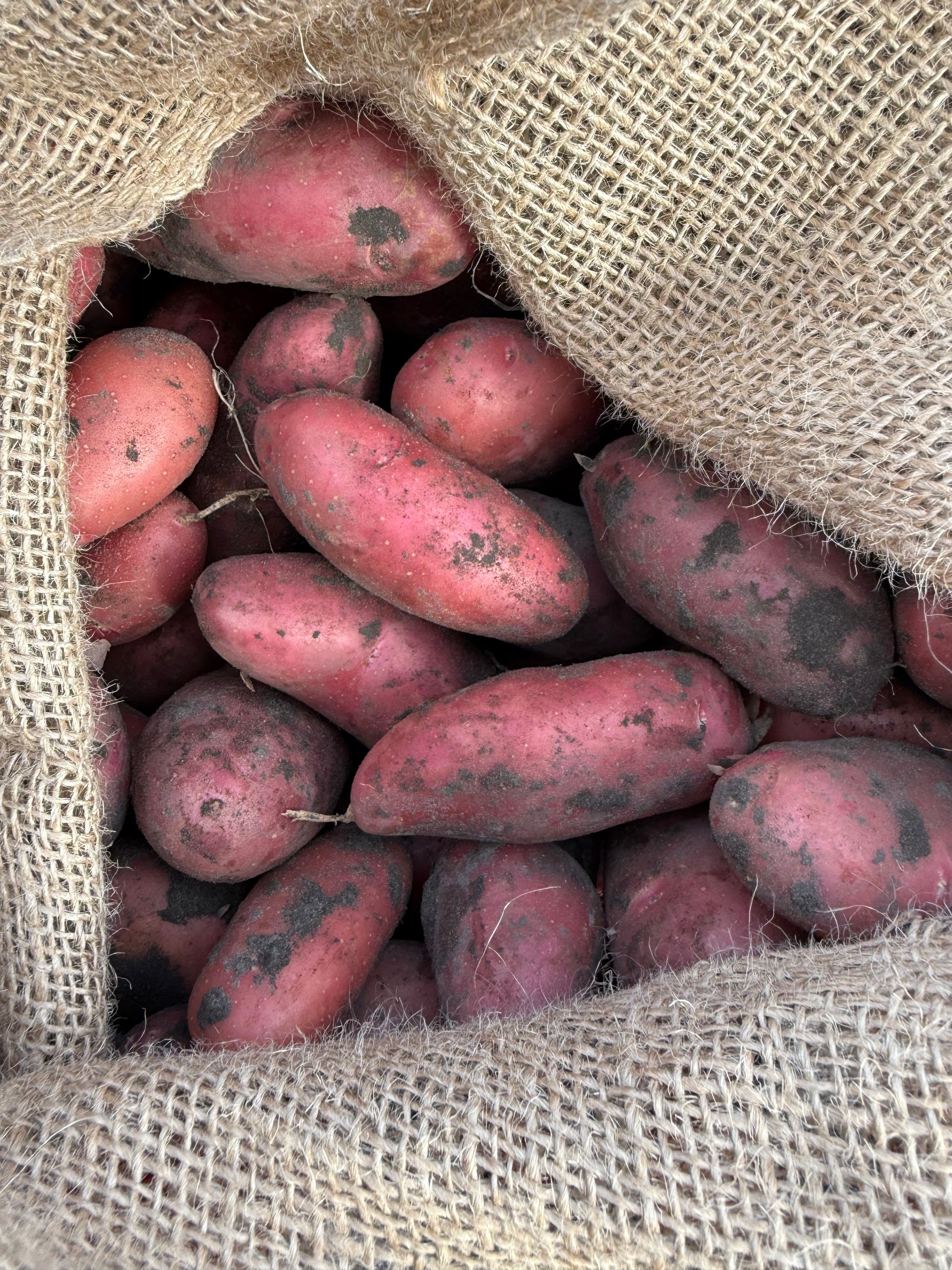 Daisy’s Potato Patch farm in Barnesville MN