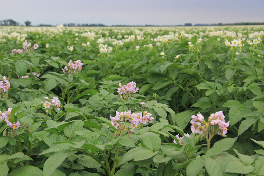 Seed potato farm in Barnesville, MN