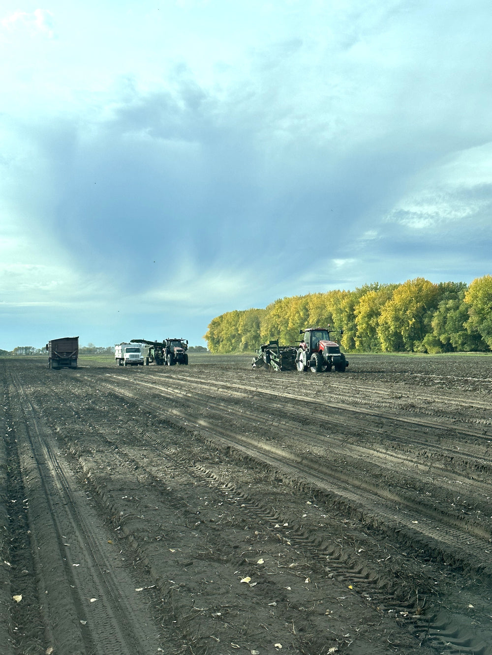 Quality seed potatoes grown in Minnesota