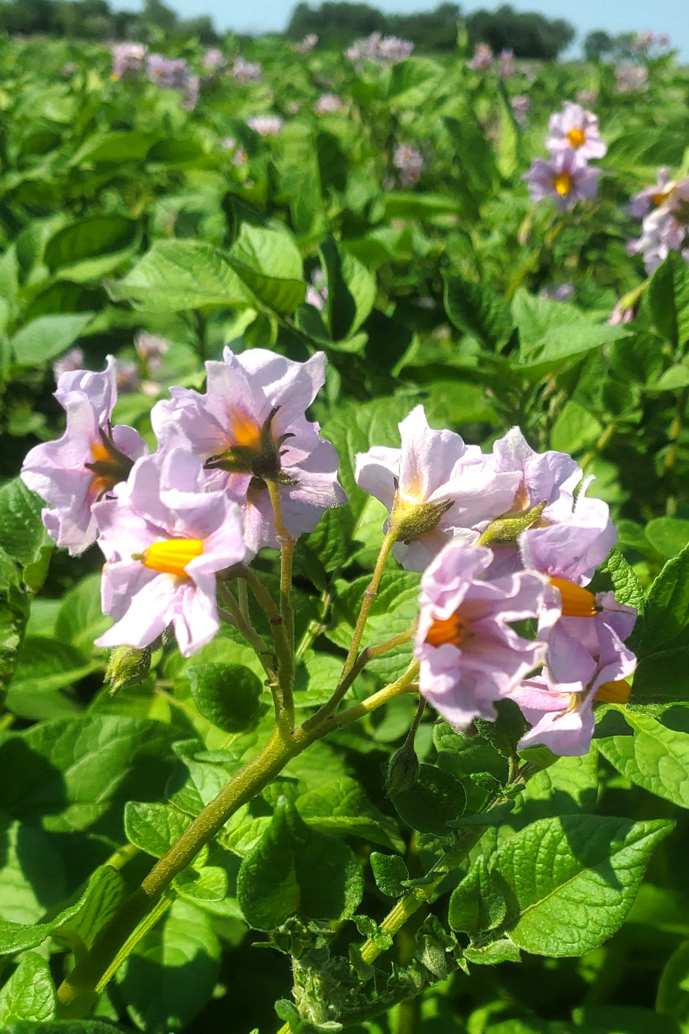 High quality seed potatoes in Barnesville MN