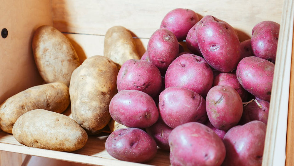 Potato growing fields in Minnesota