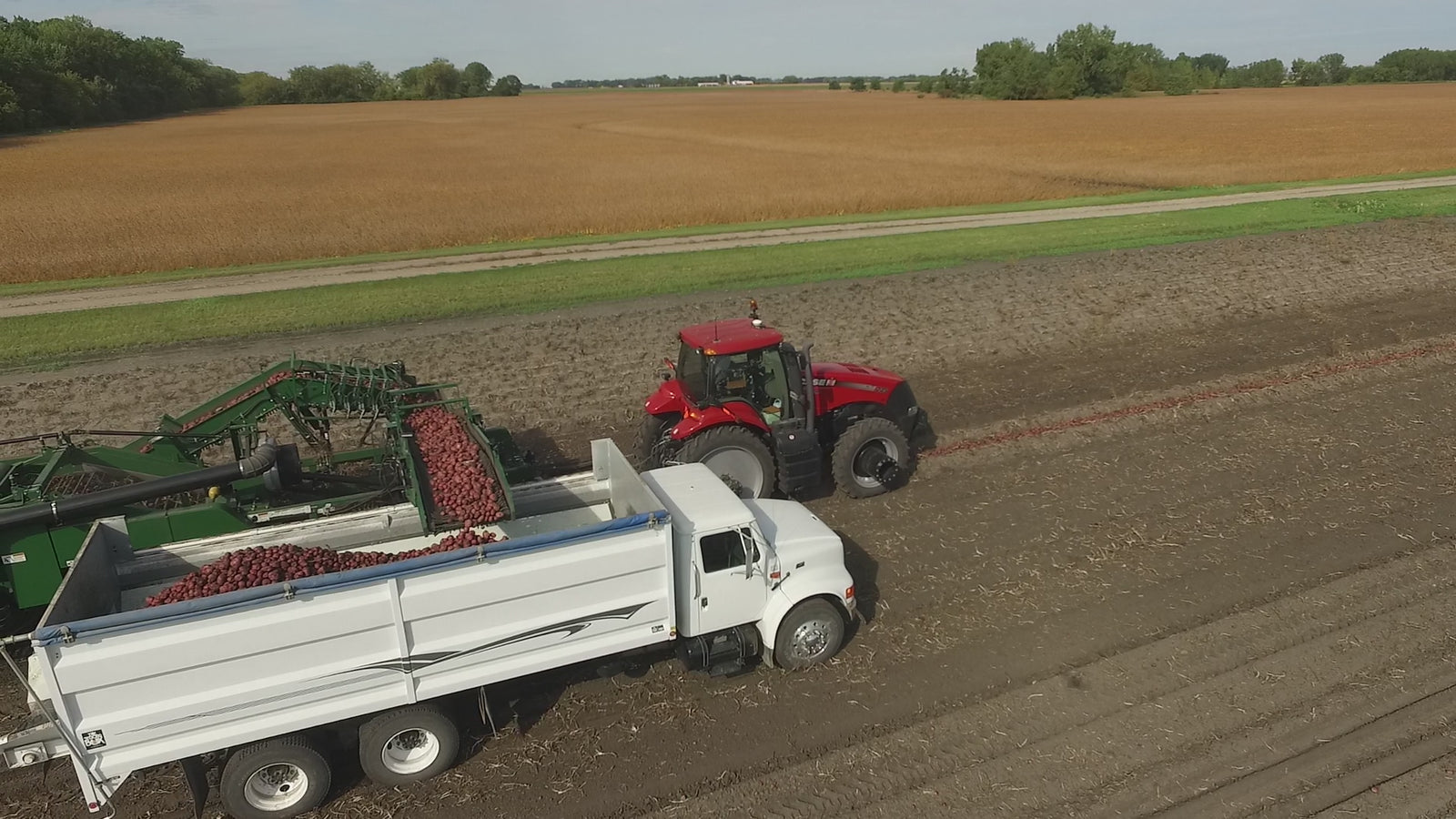 Locally grown seed potatoes in Barnesville MN